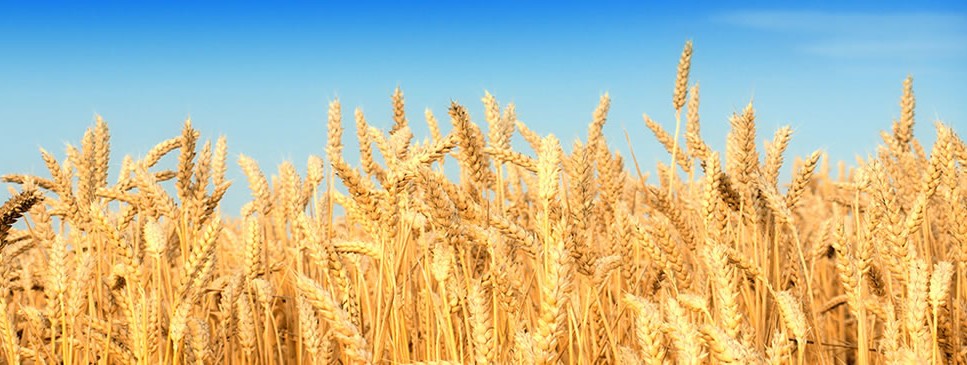 Commodity Marketing Wheat Field