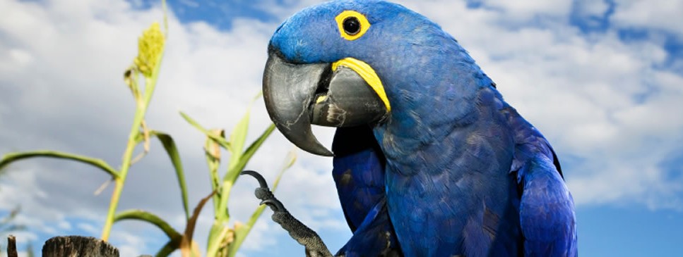 Blue Hyacinth Macaw Bird