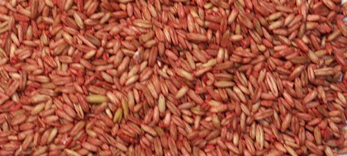 oats-groats-red