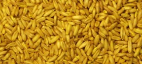 oats-groats-yellow