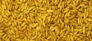oats-groats-yellow