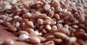 Commodity Marketing Company Services Grains