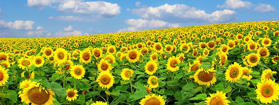 Commodity Marketing Sunflower Field