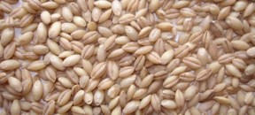 barley-pearled