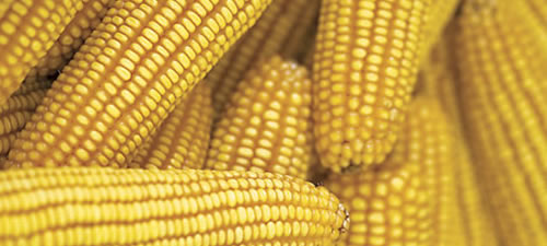 corn_whole_ear