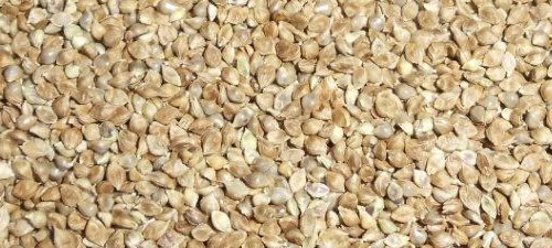 millet_japanese