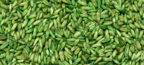 oats-groats-green