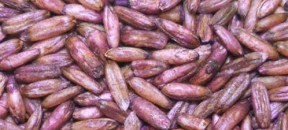 oats-groats-purple