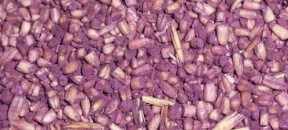 oats-groats-purple-steel-cuts