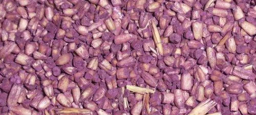 oats-groats-purple-steel-cuts