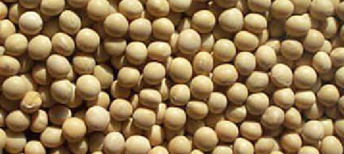 soybeans