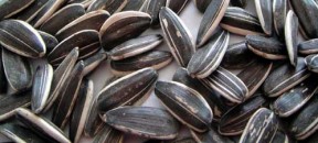 sunflowerseeds_black_stripes