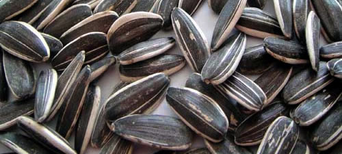 sunflowerseeds_black_stripes