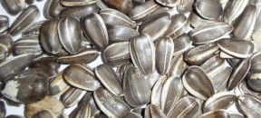 sunflowerseeds_grey_stripes